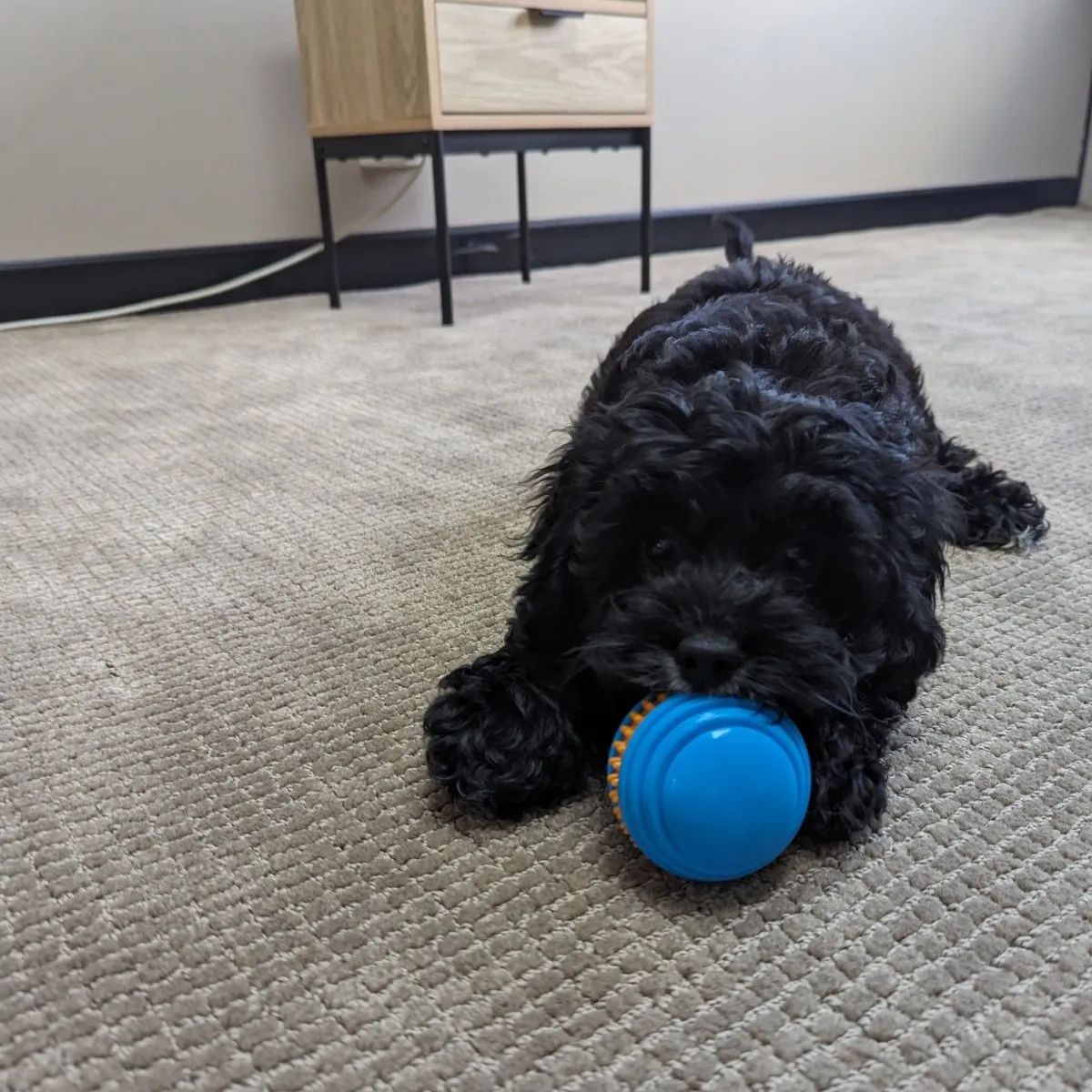 All For Paws Meta Ball Squeeze Fetch Ball 3 Pack
