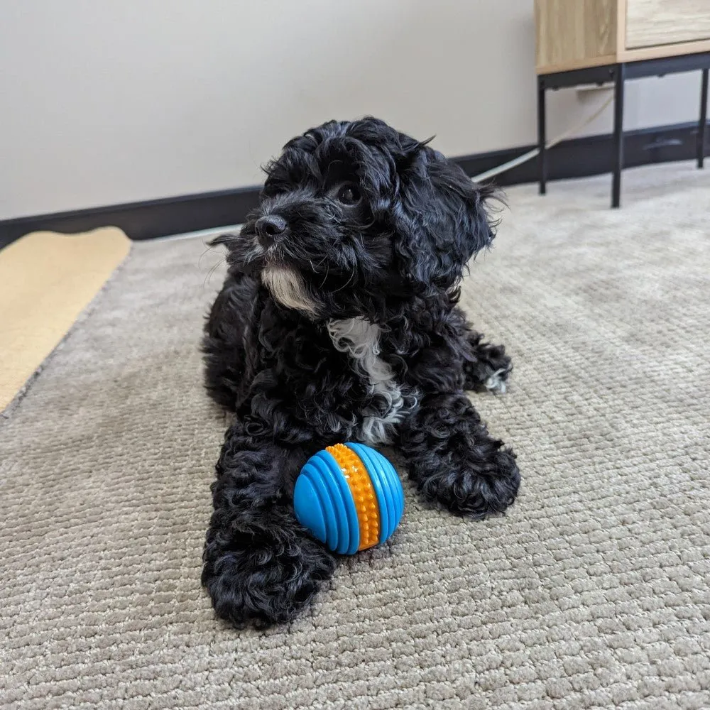 All For Paws Meta Ball Squeeze Fetch Ball 3 Pack