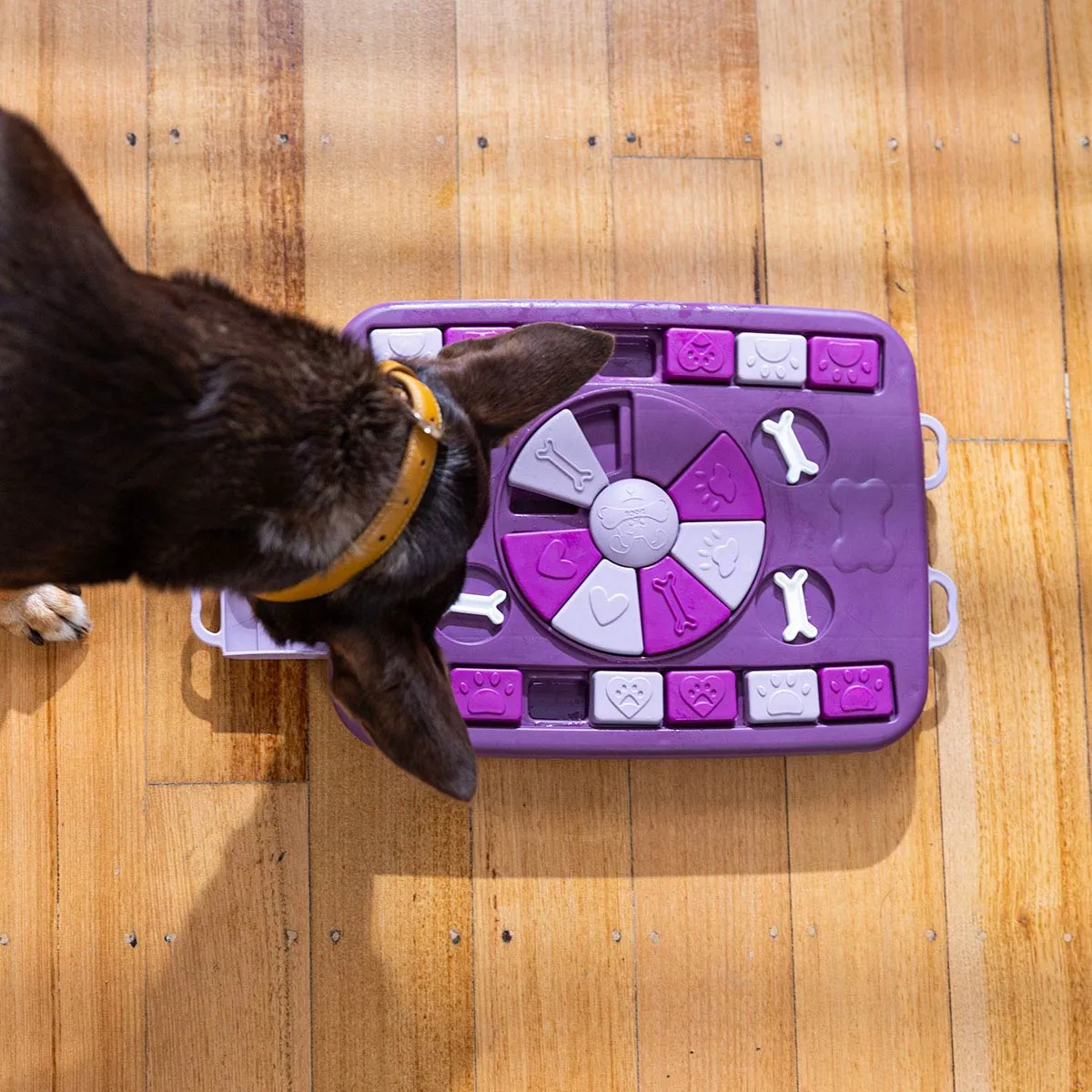 Buddy & Belle Dog Treat Puzzle Expert