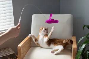 Dizzy Kitty Feather Cat Wand Toy (2 pack)
