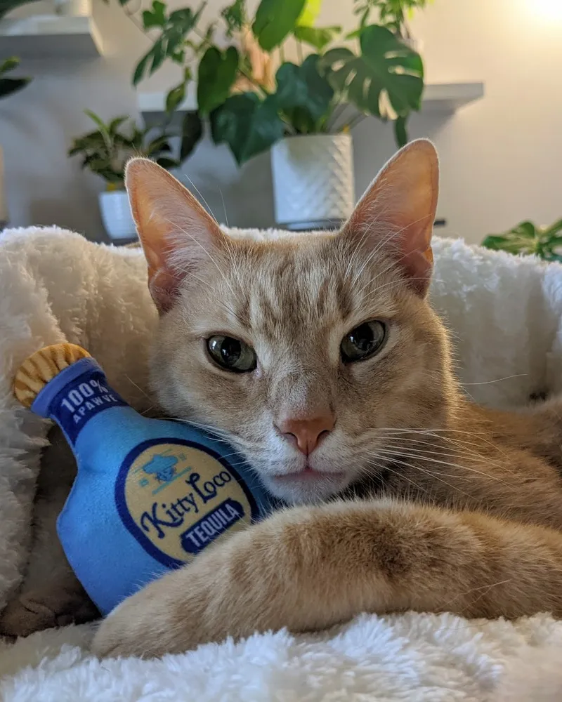 Kitty Loco Tequila Crinkle Plush Cat Toy w/ Catnip