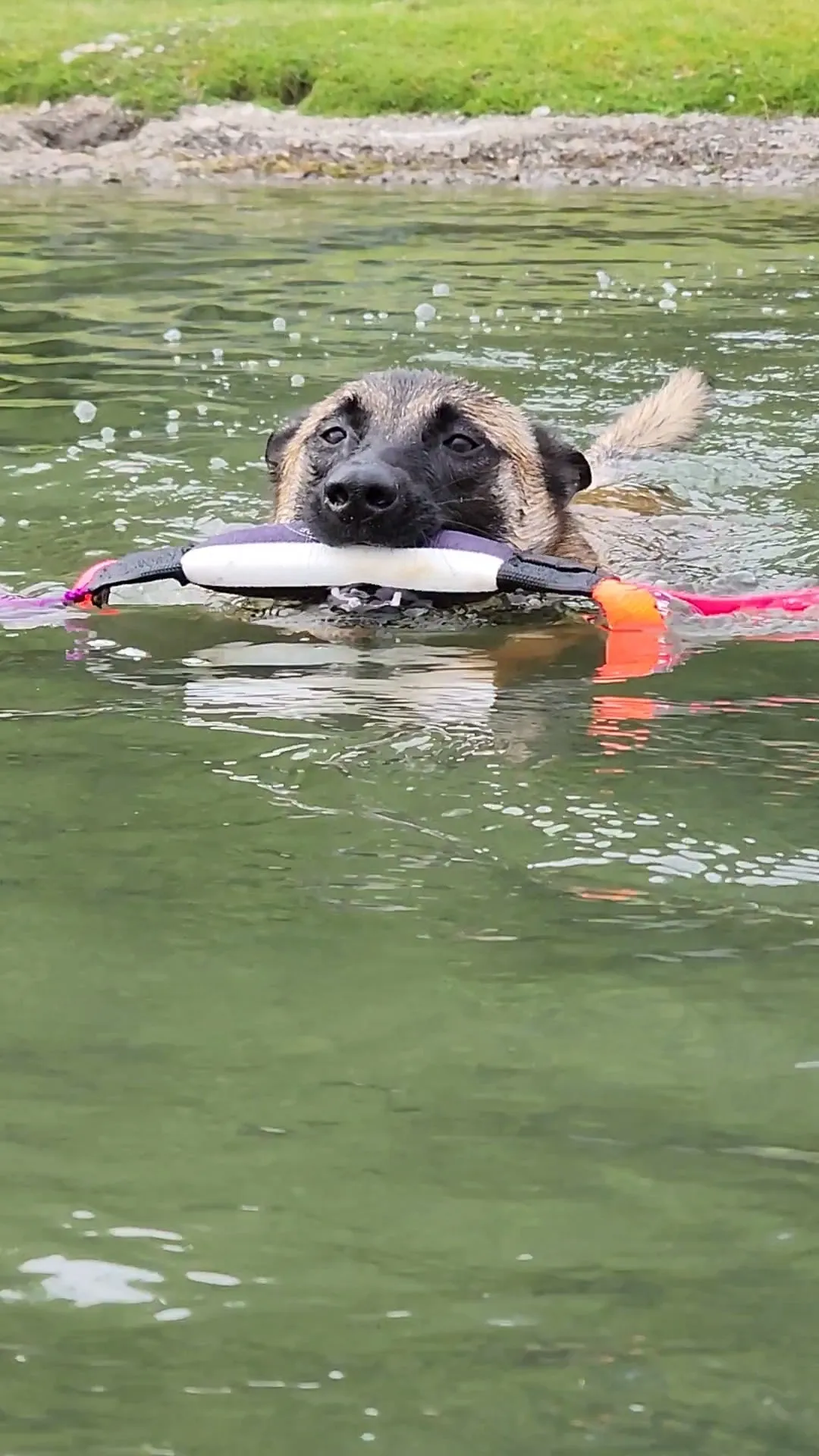 Mini Dock Diving Bumper Tug - Competition Series