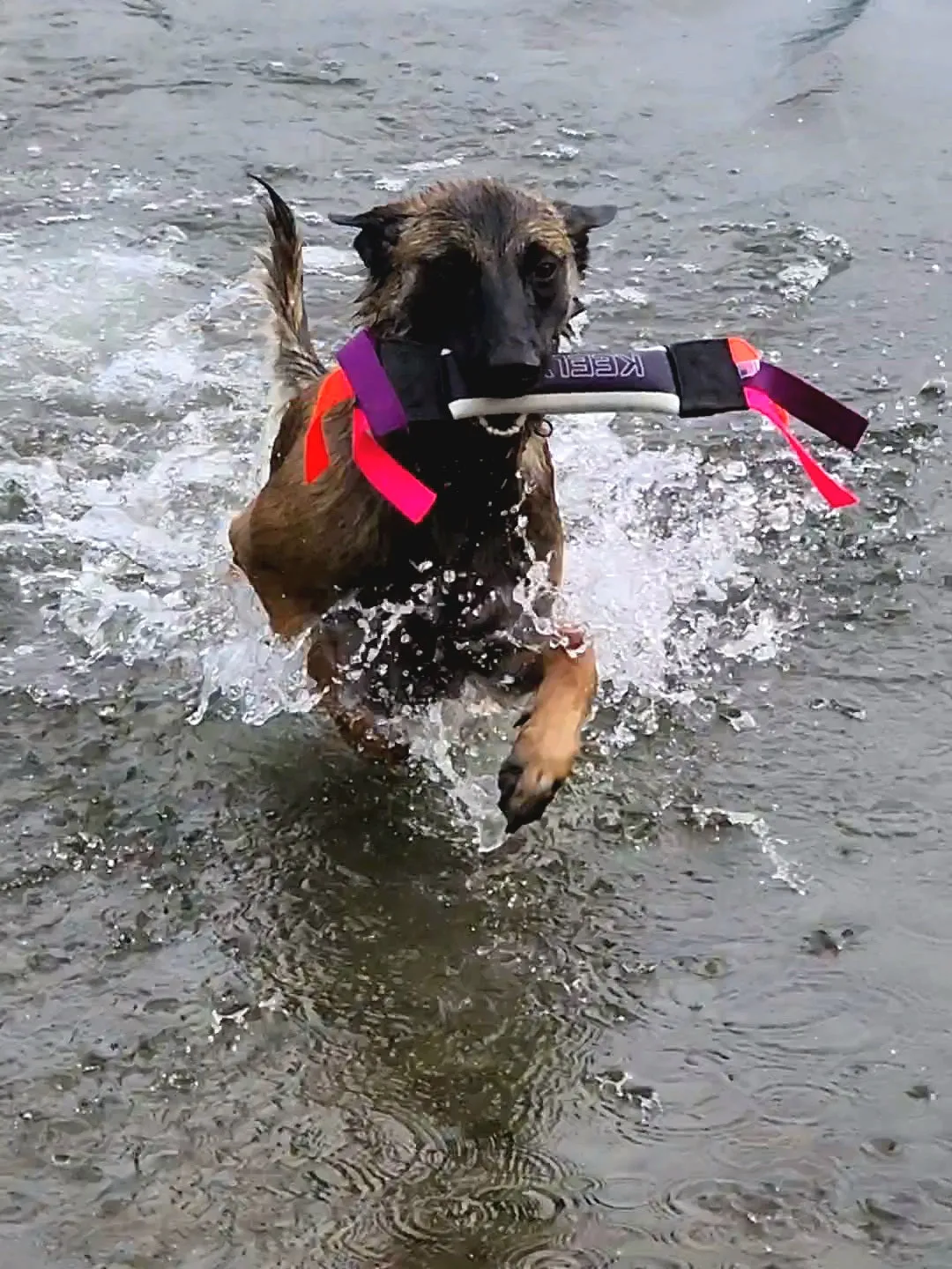 Mini Dock Diving Bumper Tug - Competition Series