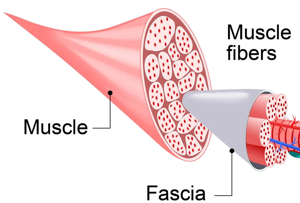 Self-paced Online Home Study 12 CE Myofascial & Neuromuscular Therapy