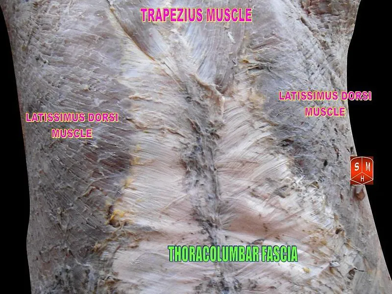 Self-paced Online Home Study 12 CE Myofascial & Neuromuscular Therapy