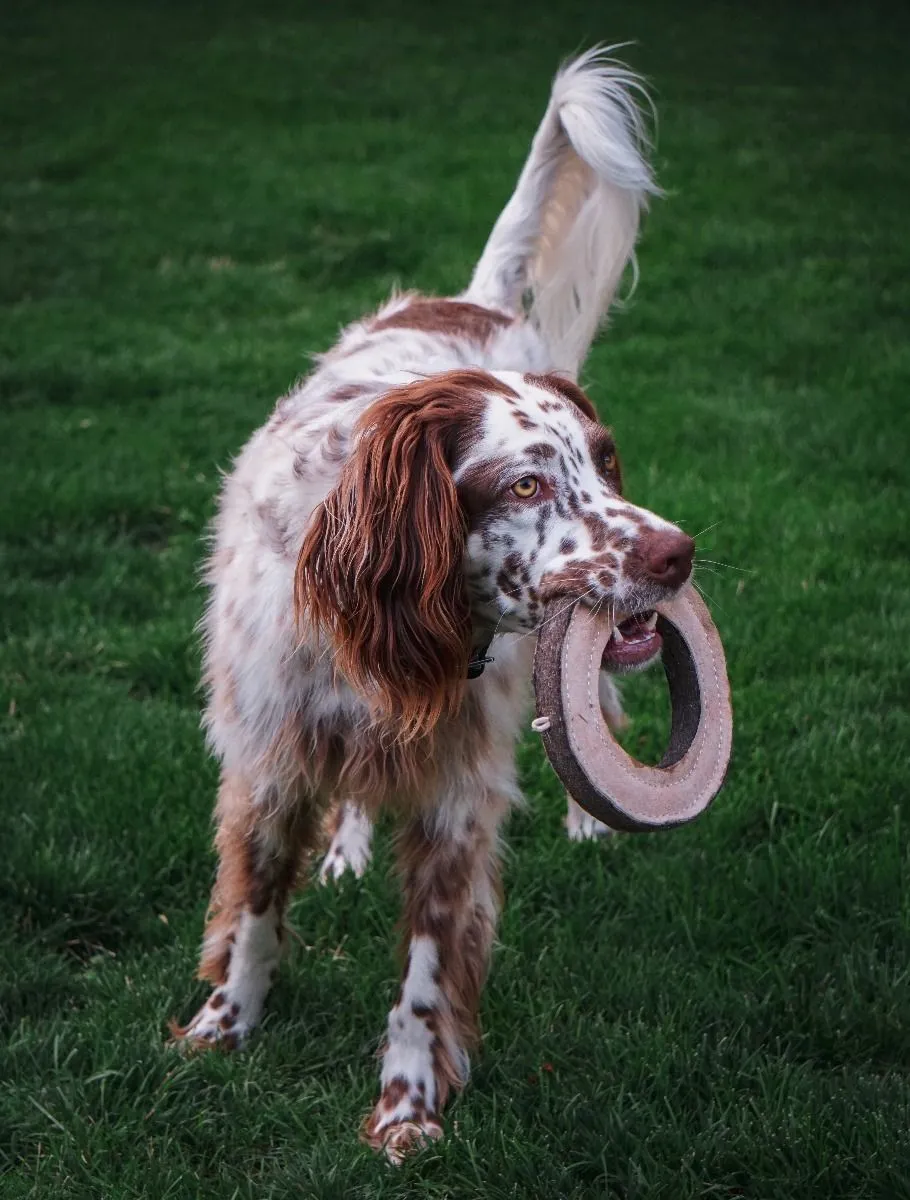 Tall Tails Dog Toy Natural Leather & Wool Ring