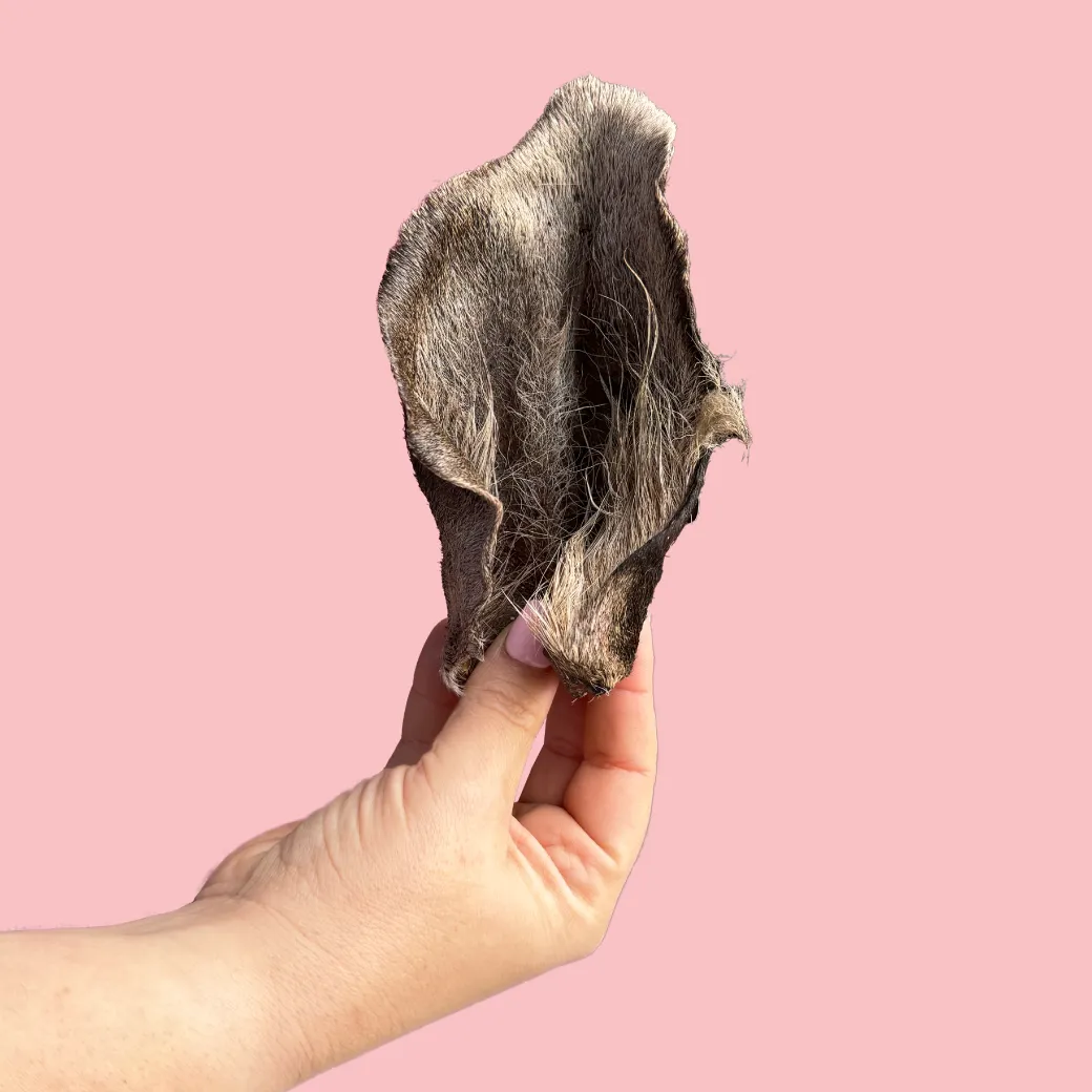 Venison Ear with Fur